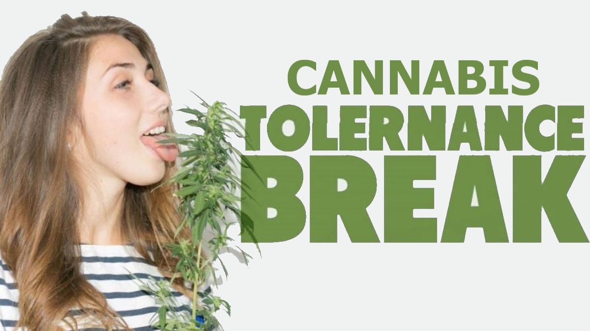 Cannabis Tolerance Break